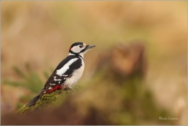 <p>STRAKAPOUD VELKÝ (Dendrocopos major) - /Great spotted woodpecker – Buntspecht/
</p>