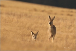 <p>SRNEC OBECNÝ (Capreolus capreolus) Šluknovsko - Jiříkov --- /European roe deer - Reh/</p>