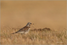 <p>DROZD KVÍČALA (Turdus pilaris) /Fieldfare - Wacholderdrossel/</p>