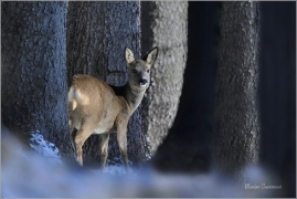<p>SRNEC OBECNÝ (Capreolus capreolus) Šluknovsko - Harta --- /European roe deer - Reh/</p>