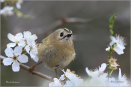 <p>KRÁLÍČEK OBECNÝ (Regulus regulus) Šluknovsko - Jiříkov --- /Goldcrest - Wintergoldhähnchen/</p>