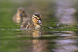 <p>KACHNA DIVOKÁ (Anas platyrhynchos) /Mallard - Stockente/</p>