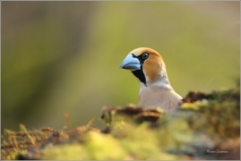 <p>DLASK TLUSTOZOBÝ (Coccothraustes coccothraustes) Šluknovsko - Jiříkov ---- /Hawfinch - Kernbeißer/</p>