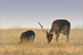 <p>DANĚK SKVRNITÝ (Dama dama) Šluknovsko-Harta- -- /Fallow deer - Damhirsch/</p>
