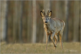 <p>SRNEC OBECNÝ (Capreolus capreolus) Šluknovsko - Harta --- /European roe deer - Reh/</p>