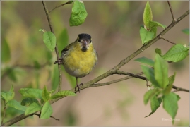 <p>ČÍŽEK LESNÍ (Carduelis spinus) ------- /Eurasian siskin - Erlenzeisig/</p>