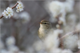 <p>BUDNÍČEK MENŠÍ (Phylloscopus collybita) /Common chiffchaff – Zilpzalp/</p>