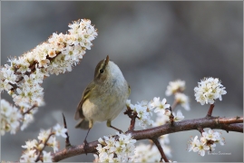 <p>BUDNÍČEK MENŠÍ (Phylloscopus collybita) /Common chiffchaff – Zilpzalp/</p>