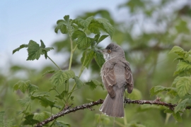 <p>PĚNICE VLAŠSKÁ (Sylvia nisoria)- Dolní Podluží /Berred warbler - Sperbergerasmücke/</p>