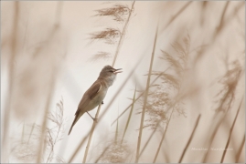<p>RÁKOSNÍK VELKÝ (Acrocephalus arundinaceus) - Varnsdorf --- /Great reed warbler – Drosselrohrsänger/</p>