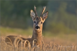 <p>SRNEC OBECNÝ (Capreolus capreolus) Šluknovsko - Jiříkov /European roe deer - Reh/</p>