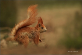<p>VEVERKA OBECNÁ (Sciurus vulgaris) ---- /Red squirrel - Eichhörnchen/</p>