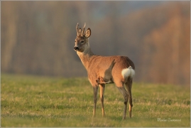 <p>SRNEC OBECNÝ (Capreolus capreolus) Šluknovsko - Jiříkov --- /European roe deer - Reh/</p>
