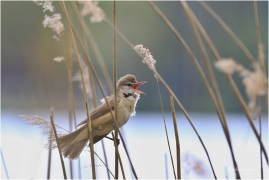 <p>RÁKOSNÍK VELKÝ (Acrocephalus arundinaceus) - Českolipsko --- /Great reed warbler – Drosselrohrsänger/</p>