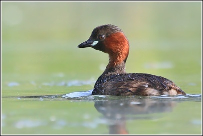 POTÁPKA MALÁ (Tachybaptus ruficollis)