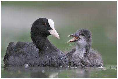 LYSKA ČERNÁ (Fulica atra)