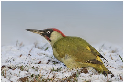 ŽLUNA ZELENÁ (Picus viridis) Varnsdorf 2016