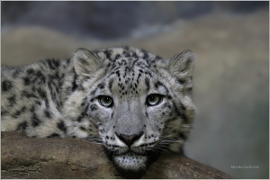 ZOO 2 - starší foto
