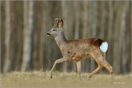 <p>SRNEC OBECNÝ (Capreolus capreolus) Šluknovsko - Harta --- /European roe deer - Reh/</p>