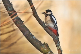 <p>STRAKAPOUD VELKÝ (Dendrocopos major) Šluknovsko - Jiříkov ----- /Great spotted woodpecker – Buntspecht/</p>
