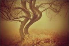 FANTASY