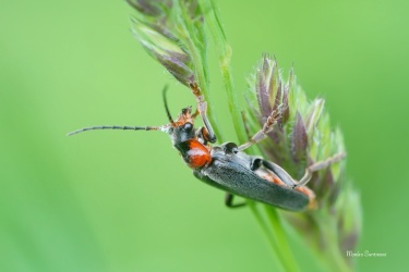 patericek-snehovy-1