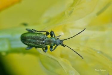 rakosnicek-Plateumaris-sericea-3