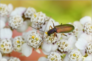 stehenac-Chrysanthia-geniculata