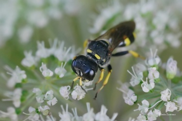 kutik-obecny-asi-2