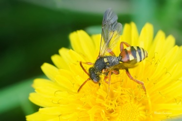 nomada-obecna-asi