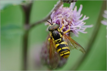 Chrysotoxum-sp-aJPG