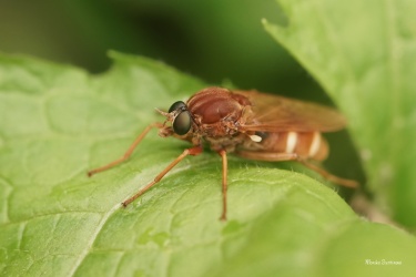 Drvohlodka-Coenomyia-sp