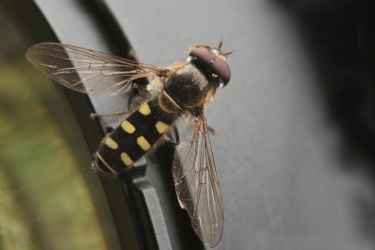 PESTŘENKA