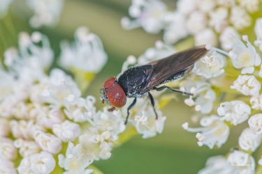 PESTŘENKA