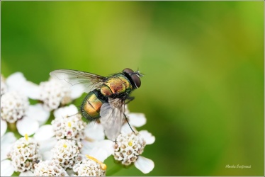 bzucivka-Lucilia-ampullacea-asi