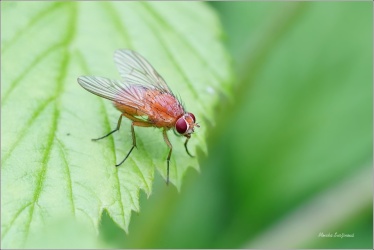 moucha-phaonia-pallida-asi