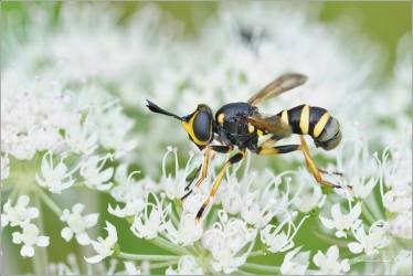 ocnatka-conops-flavipes