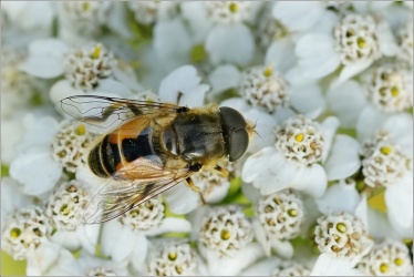 PESTŘENKA