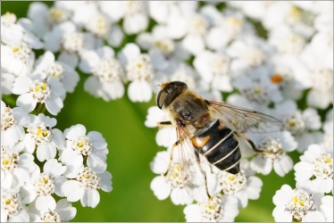 pestrenka-Eristalis-s-1i-2