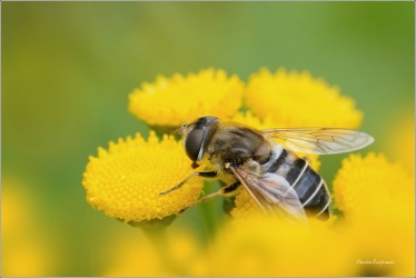pestrenka-Eristalis-sp.