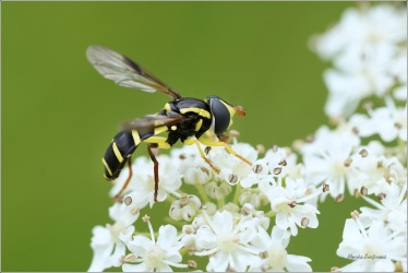 pestrenka-Xanthogramma-pedissequum-2