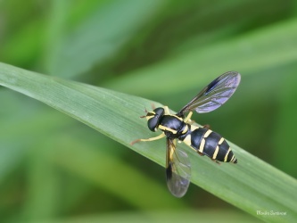 pestrenka-Xanthogramma-pedissequum