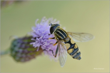 pestrenka-cervenonosa-h