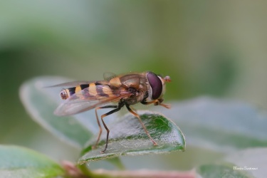 pestrenka-rybizova-1