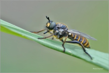 ROUPEC