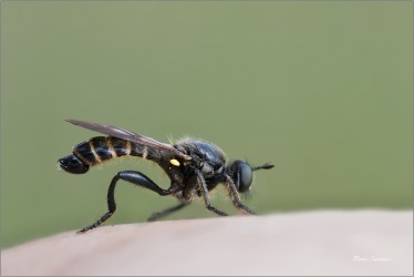 roupec-Choerades-marginata-2