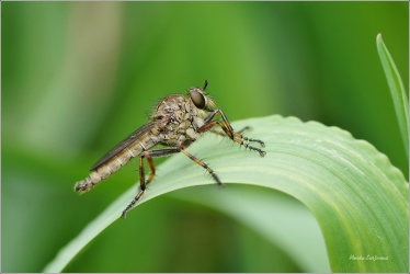 ROUPEC