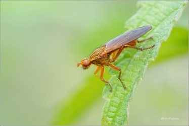 vlahomilka-tetanocera