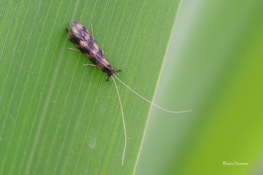 chrostik-Mystacides-longicornis-
