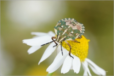 knezice-menliva-larva